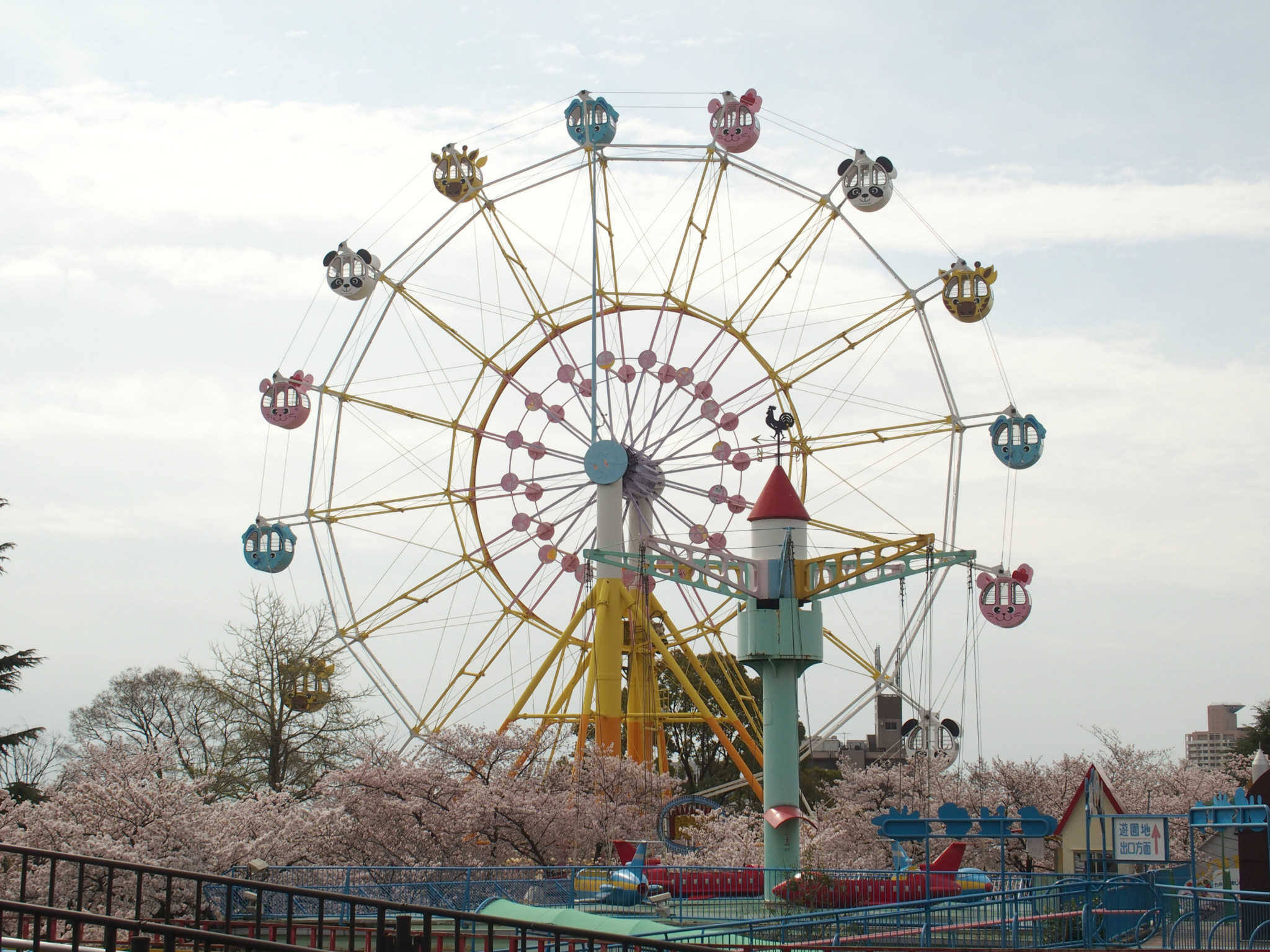 ５５】上からの桜 is 最高。満開のさくら観覧車「神戸市立王子動物園」（兵庫県）