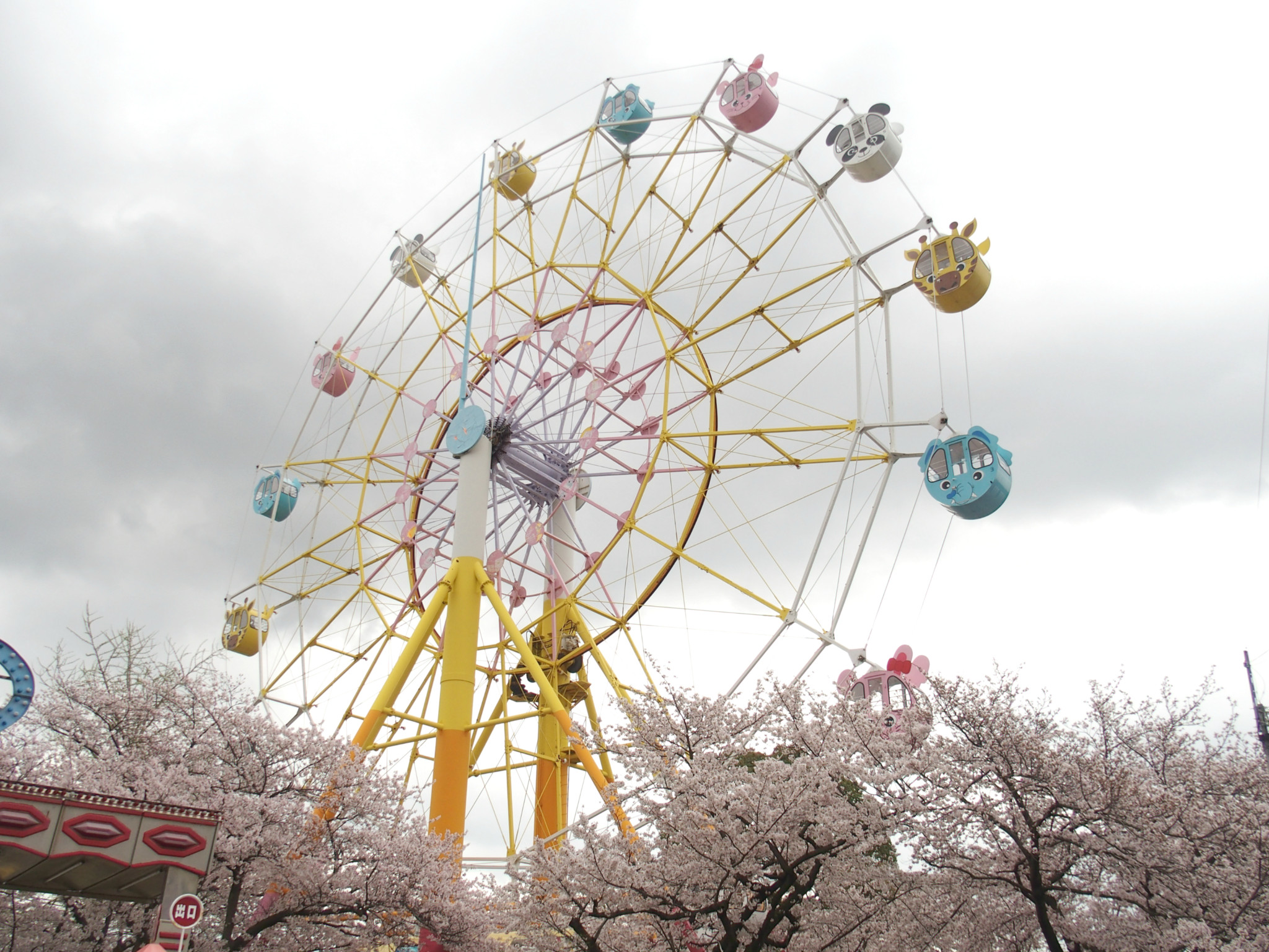 ５５】上からの桜 is 最高。満開のさくら観覧車「神戸市立王子動物園」（兵庫県）